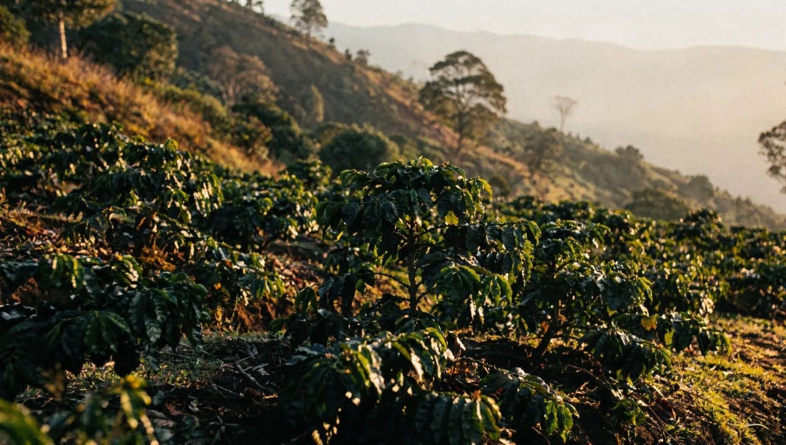 Coffee plants on a sunlit hillside in the highlands